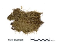 藏品(直葉棉苔短尖變種)的圖片